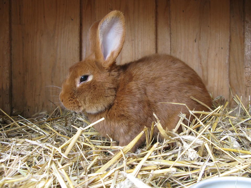 Houten konijnenhok afbeelding