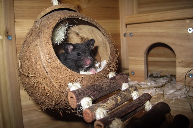 Houten hamster kooi afbeelding