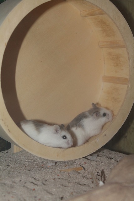 Houten hamsterrad afbeelding